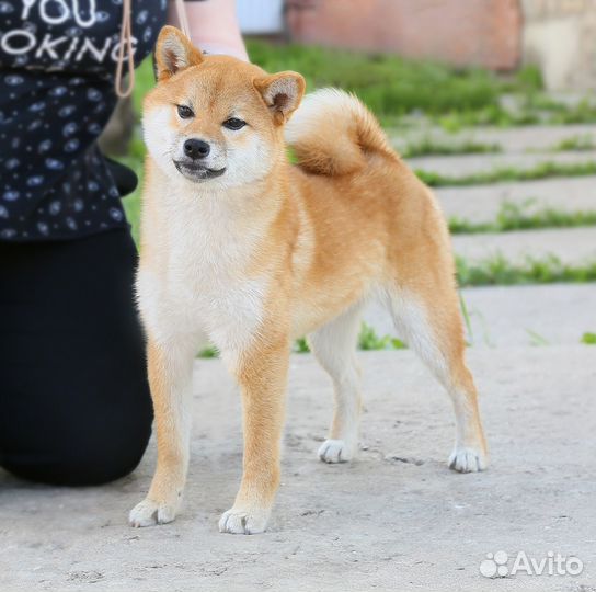 Сиба ину девочка