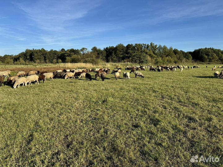 Бараны овцы