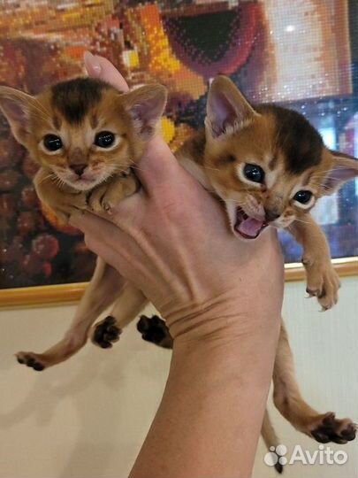 Абиссинская