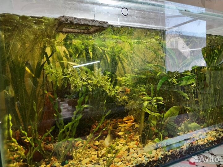 Аквариум 110л с растениями и рыбками