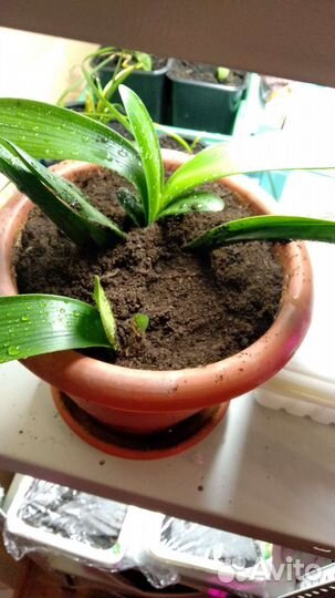 Молочай, кливия