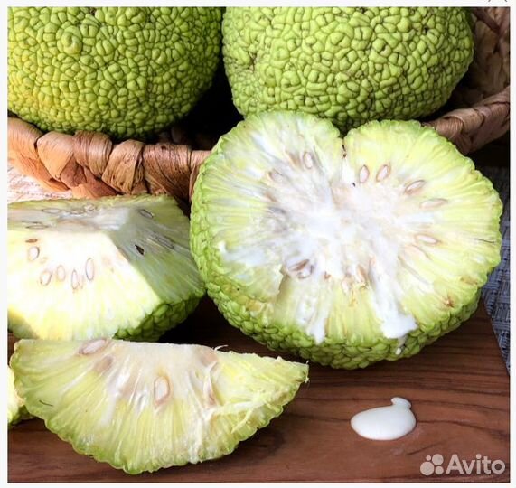 Маклюра от 10кг