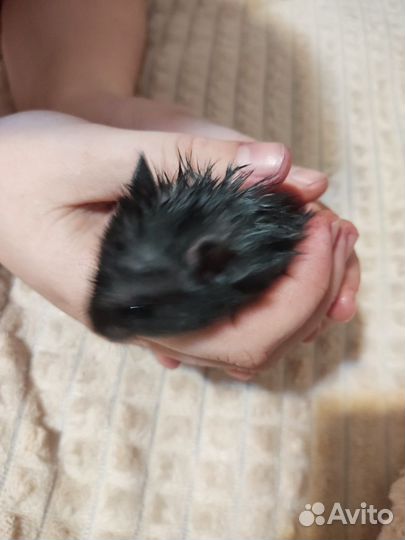 Сирийские хомячата