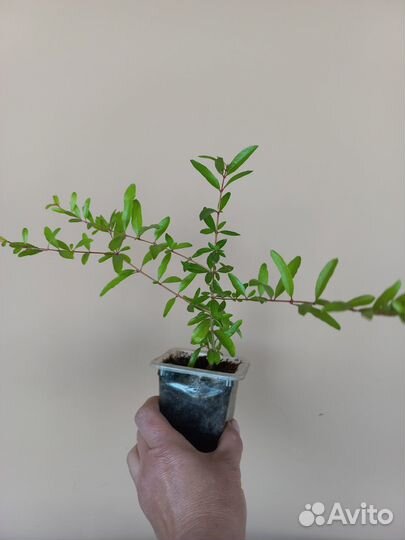 Гранат комнатный, мирт