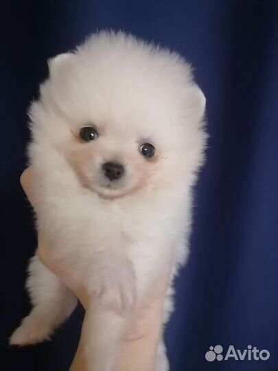 Щенки померанского шпица медвежьего типа