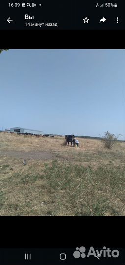 Корова высокоудойная