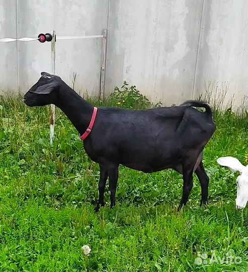 Дойные козы