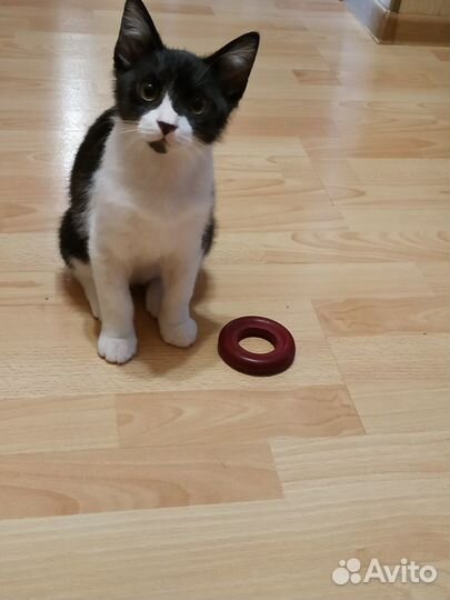 Котенок мальчик