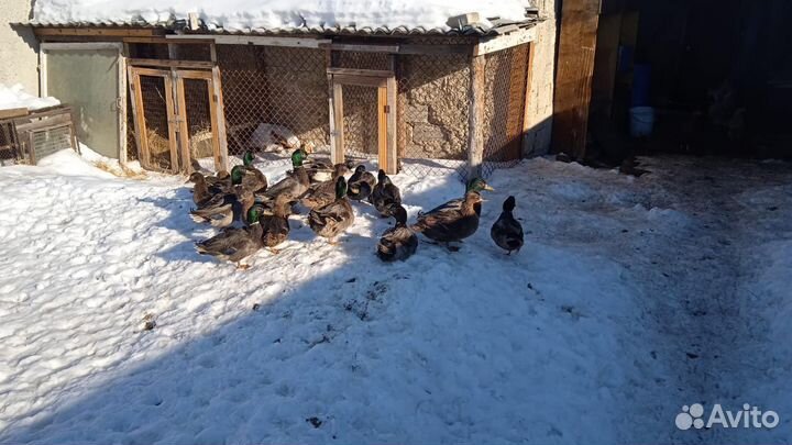 Утки дикие подсадные для охоты