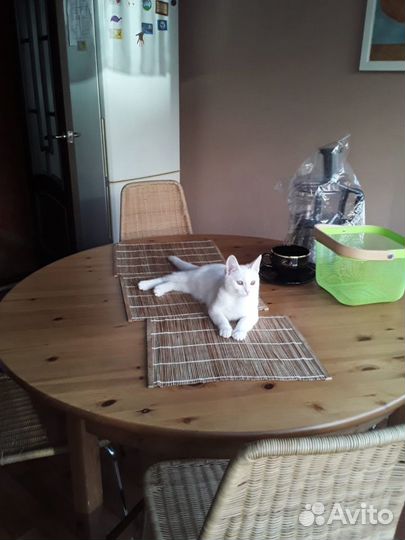 Белый котенок Турецкий ван