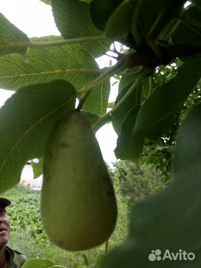 Саженцы плодово-ягодных культур