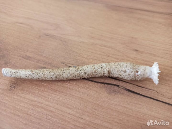 Морская раковина