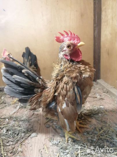 Петушки Малазийской Серамы