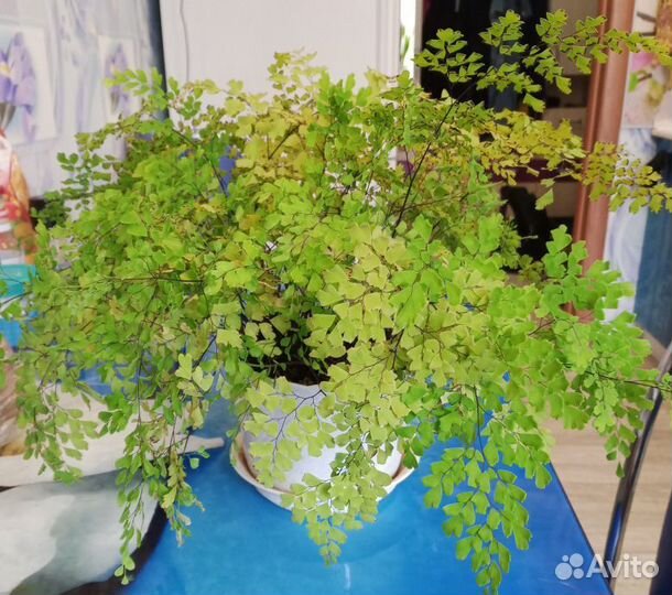 Папаротник Волос Винеры