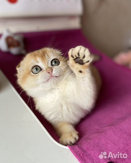 Золотая шиншилла девочка