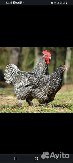 Петух доминант