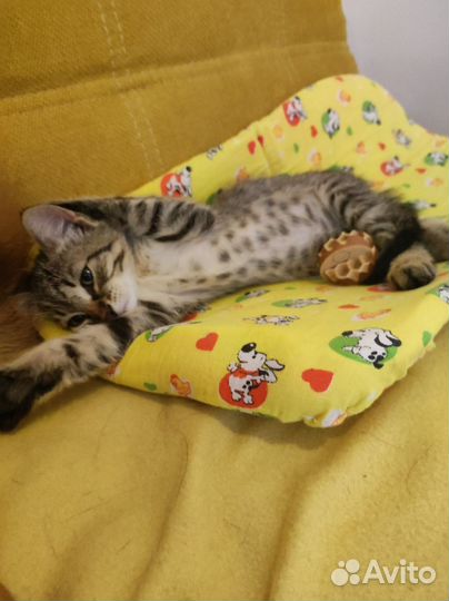 Котенок в добрые руки