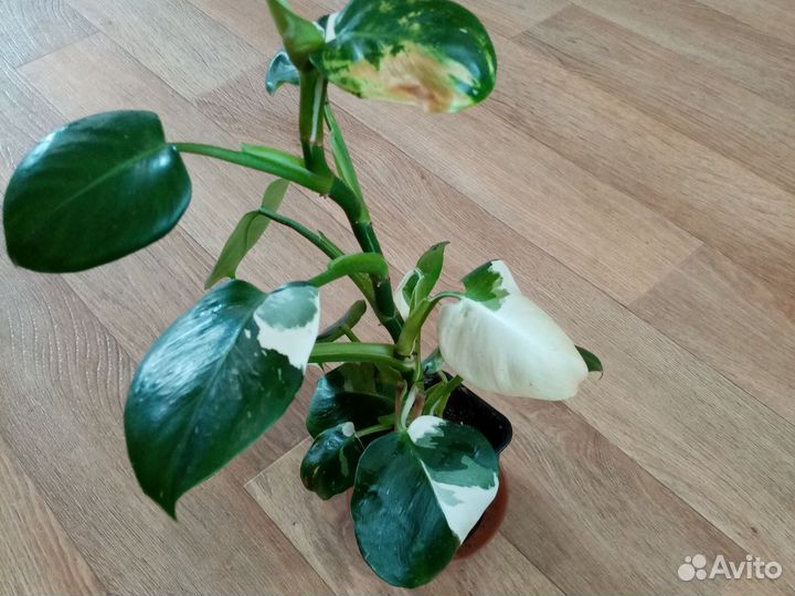 Филодендрон вайт wizard