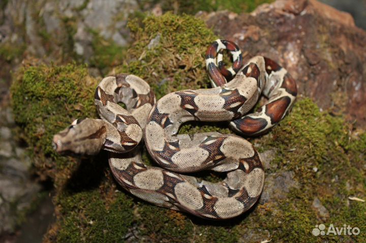 Boa constrictor императорский удав от производител