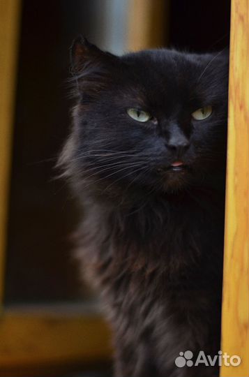 Стич- котик из мультика