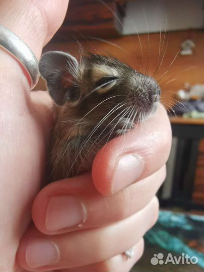 Бельчата дегу