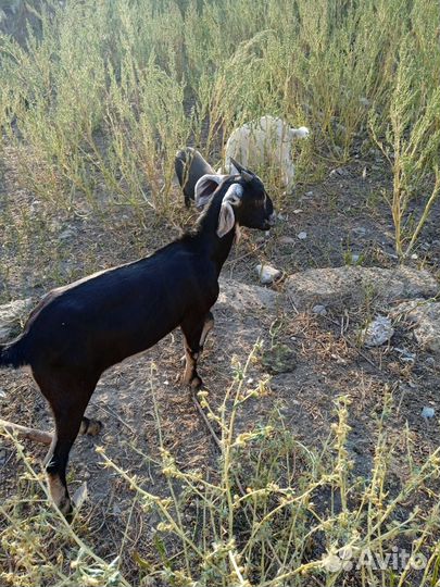 Продам стадо нубийских коз и козликов