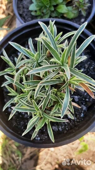 Арабис. Флокс