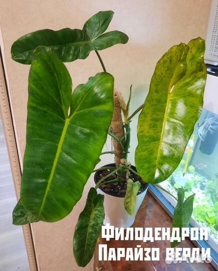 Филодендрон и другие