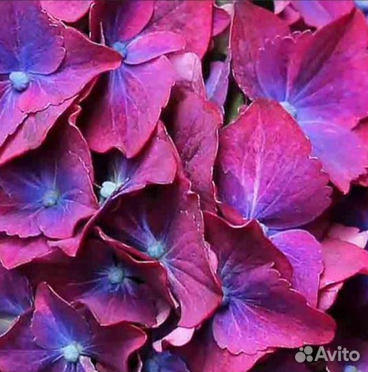 Гортензия Хот Ред Пурпл, цветущая