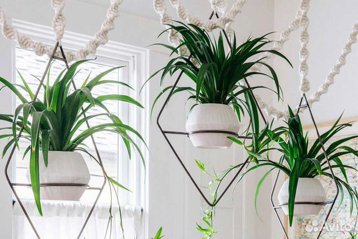 Растения для быстрого озеленения