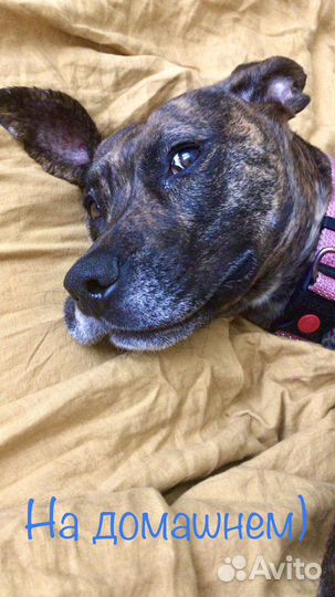 Компаньоны по прогулкам с собаками