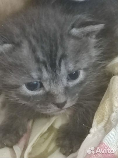 Шотландские вислоухие котята бесплатно