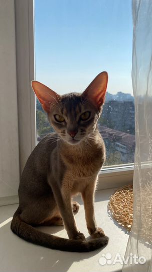 Абиссинская кошка