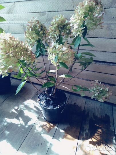 Гортензия метельчатая Фантом и Лаймлайт