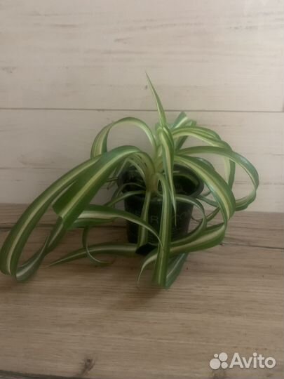 Хлорофитум кудрявый, замиокулькас