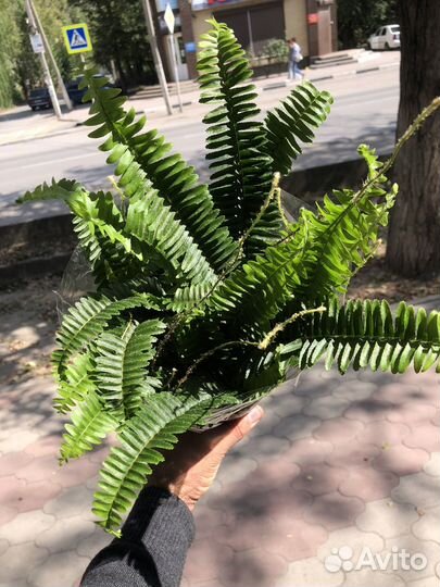 Папоротник комнатный