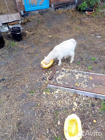 Козел ламанча