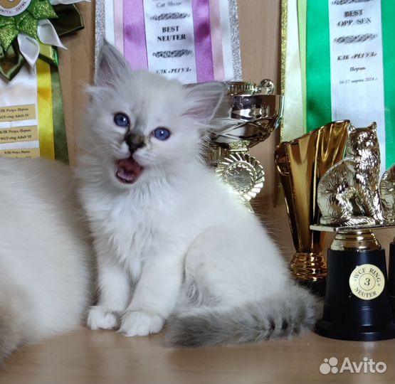 Священная бирма