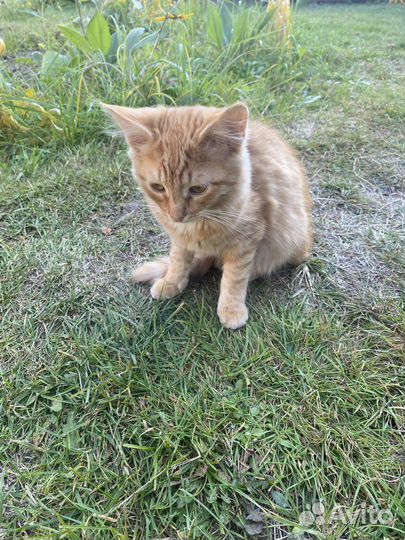 Рыжий котик ищет семью