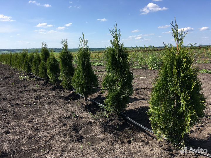 Туя смарагд