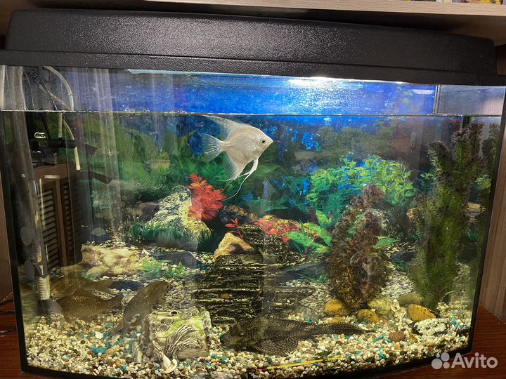Аквариум с рыбками