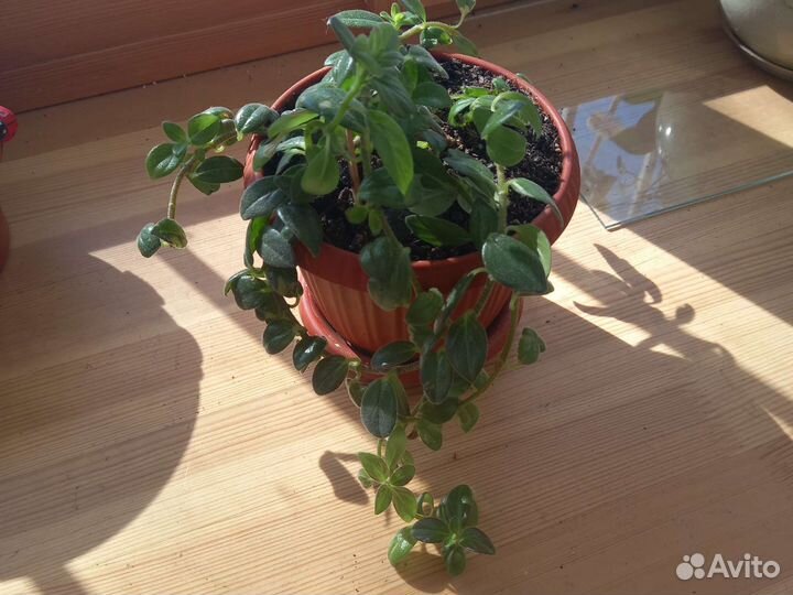 Колумнея, рипсалис, хоя, фикус Бенджамина