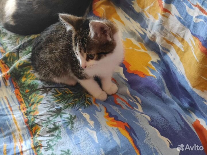 Котёнок в добрые руки