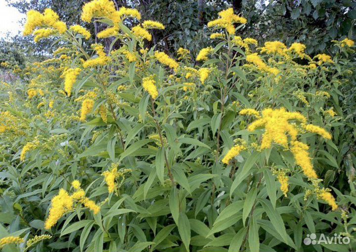 Растения для сада