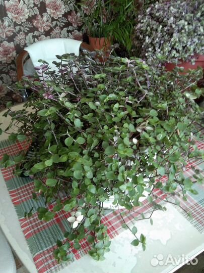 Продам комнатные растения