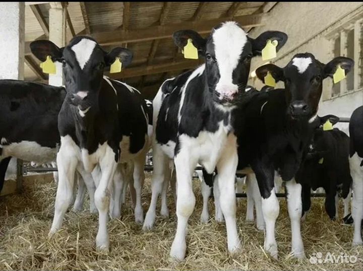 Телята мясной породы бычки