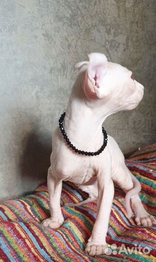 Эльф мальчик