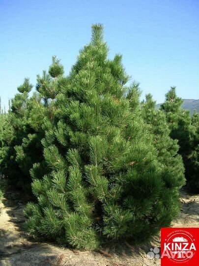 Сосна обыкновенная для дачи