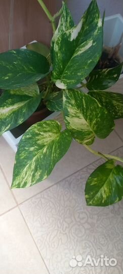 Сциндапсус