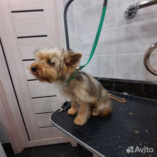 Услуги грумера